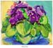 african_violet
